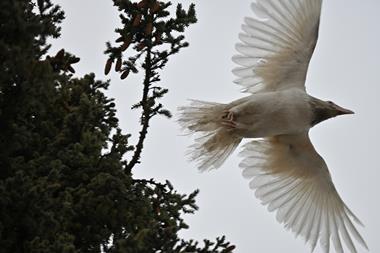 The silhouette of a tree fills the left side of the image. On the right, a white raven flies across a grey sky. On the left is a tree