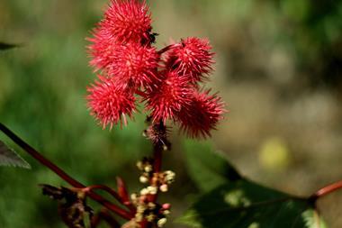 Castor oil plant