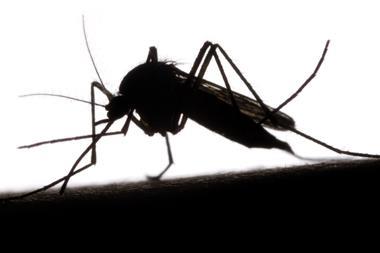 An image showing a mosquito biting