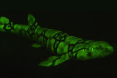 This image shows a glowing chain catshark.