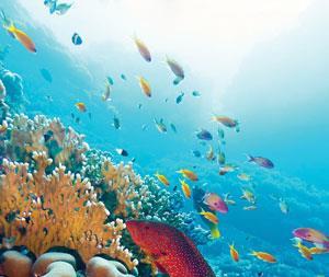 fish in a coral reef