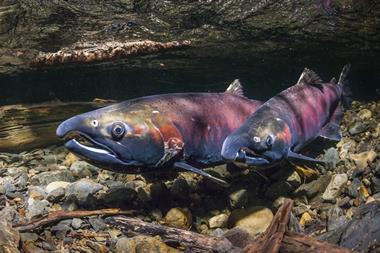 An image showing Coho salmon