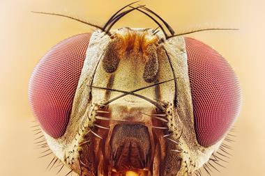 An extreme close up photo of a fruit fly's compound eyes