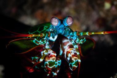 An image of a mantis shrimp staring at the camera