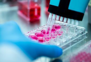 Cell culture in laboratory