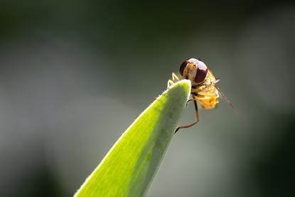 Hoverfly