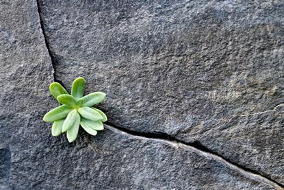 Plant coming through crack