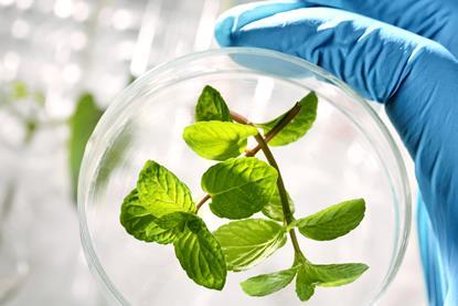 Image shows a plant sample in a petri dish