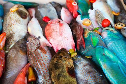 Colourful fish at a fishmarket