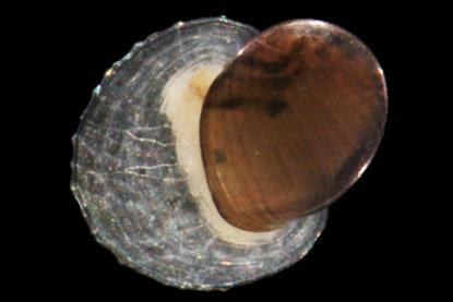 Limpet