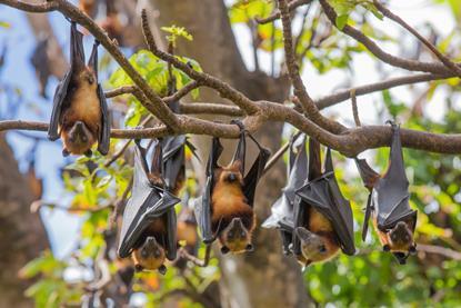 Fruit bats