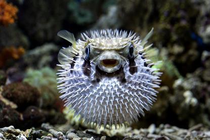 Pufferfish