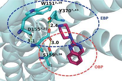 Structure diagram of molecules reacting with a protein