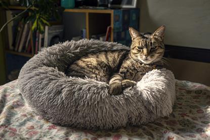 Tabby cat in cat bed