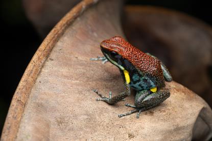 Ecuadorian poison dart frog