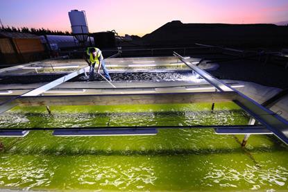 Microalgae production