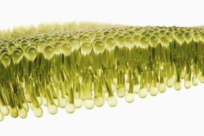 Lipid membrane modelled in yellow on a white background