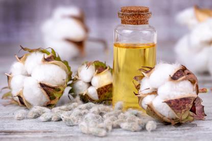 A vial of cottonseed oil with cottonseeds and cotton bolls