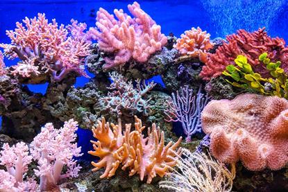 Reef