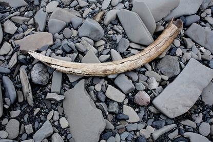 Mammoth tusk