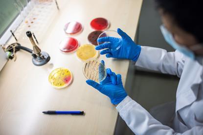 An image showing a bird's eye shot of a person sitting at a bench wearing a lab coat and blue nitrile gloves, inspecting several petri dished containing bacterial colonies.