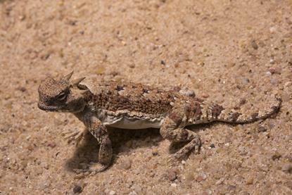 Desert horned lizard