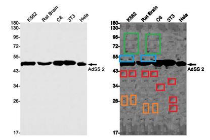 Antibody data