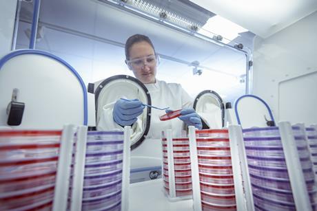 Scientist working on bacterial culture