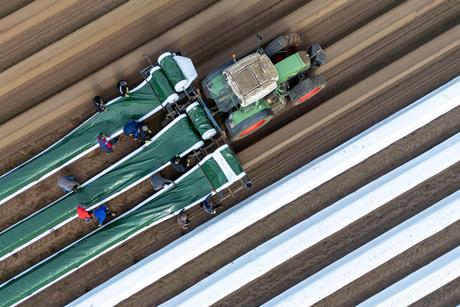 Tractor covering an asparagus field with mulching plastics