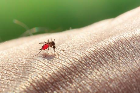 Aedes mosquito (Aedes albopictus) sucking blood on a human arm