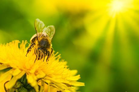 被黄色花粉覆盖的蜜蜂从蒲公英花上采集花蜜