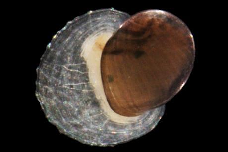 Limpet