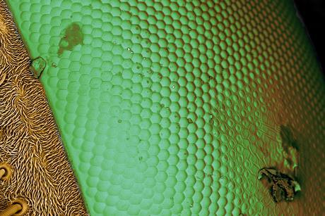 A close up image of a fly's eye reveals a pattern of raised hexagons next to a hairy surface.