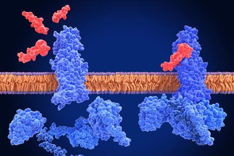 GLP1 Receptors and semaglutide agonists