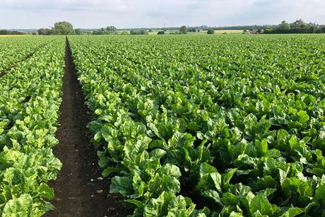 Sugar beet field