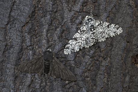 Peppered moth