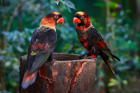 Dusky lory parrots