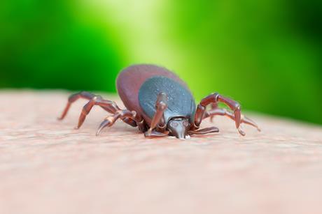 Illustration of tick biting