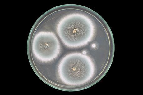 Mould