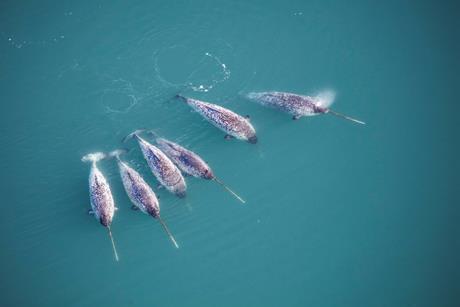 Narwal pod