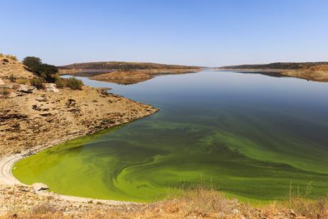 Algal bloom