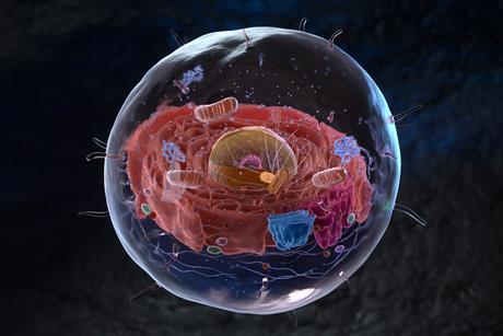 Eukariote cell