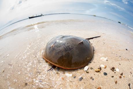Horseshoe crab