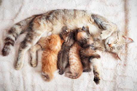 A grey mother cat lying on her side as a litter of four grey and ginger kittens drink her milk