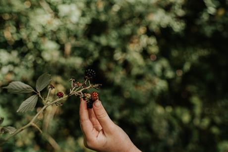 Blackberries