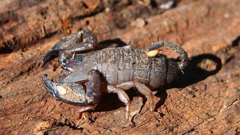 Scorpion its venom to ward off predators | Research | Chemistry World