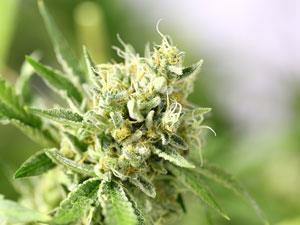 Tetrahydrocannabinol Thc Podcast Chemistry World