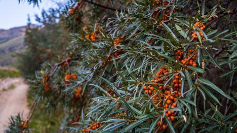 Ripe sea buckthorn berries on the plant