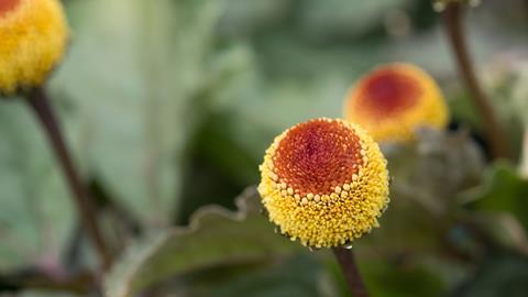 Acmella oleracea plant