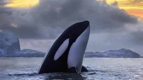 A photograph of an orca